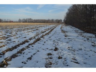 Property photo 16 - FARMLAND AUCTION, 60+/- Acres in 6 Tracts ranging from 4 to 20 acres & in combinations!